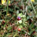 Ophrys funerea Annet