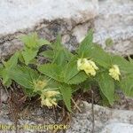 Paederota lutea Plante entière