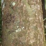 Licania densiflora Bark