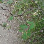 Symphoricarpos rotundifolius Hábitos