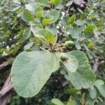 Cordia monoica পাতা