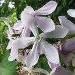 Saponaria officinalisFlower