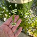 Valeriana woodsiana Flower