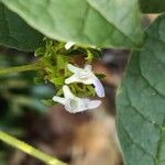 Vitex triflora Virág