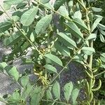 Indigofera suffruticosa ഇല