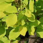 Dendrolobium umbellatum Leaf