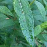 Lythrum salicaria Leaf