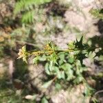 Podolobium ilicifolium Flor