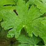 Alchemilla mollis List