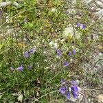 Campanula sibirica Habitus