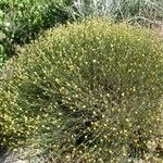 Nidorella resedifolia Habit