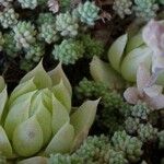 Graptopetalum macdougallii Leaf