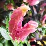 Justicia brandegeeana Flor