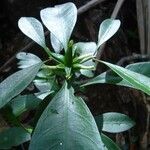 Psychotria macroglossa Hábito