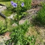 Lactuca plumieri Агульны выгляд