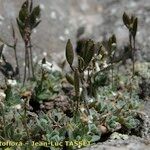 Draba dubia Fruto