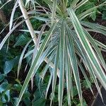 Dracaena reflexa Blad