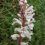 Orobanche crenata फूल