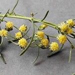 Artemisia abrotanum Flower