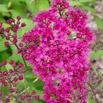 Spiraea japonica 花