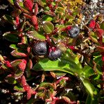 Gaultheria myrsinoides Plod