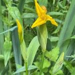 Iris pseudacorus Flower