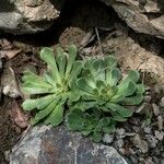 Saxifraga mutata List