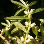Rotala ramosior Hoja