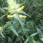 Rhinanthus major Flower