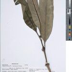 Peponidium capuronii Otro