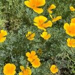 Eschscholzia caespitosa Flor