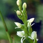 Spiranthes romanzoffiana Flower