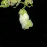 Kohleria tigridia Fruit
