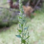 Verbascum lychnitisÇiçek