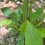 Solidago odora Лист