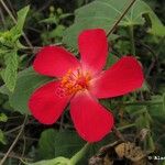 Hibiscus martianus Blomst