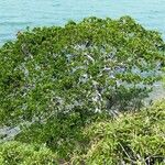 Celtis conferta Habitus