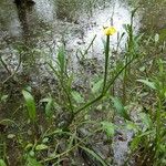 Ranunculus flammula പുഷ്പം