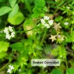 Valeriana woodsiana Flower