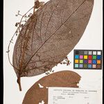 Rhodostemonodaphne negrensis List