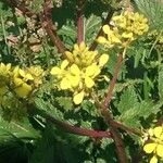 Brassica rapa Flower