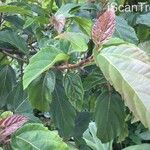 Ficus sur Blad