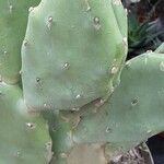 Opuntia stricta Leaf