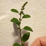 Chenopodium polyspermum Blad