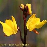 Utricularia vulgaris Õis