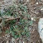 Helianthemum cinereum Feuille