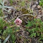 Trifolium thalii ফুল