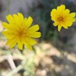 Launaea mucronata Flower