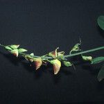 Crotalaria retusa Blüte