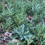 Isatis tinctoria Feuille